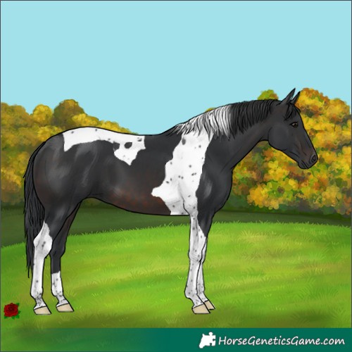 Horse Color:Brown Tobiano 