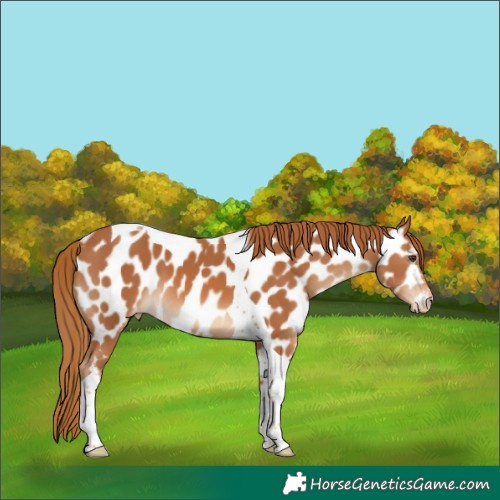 Horse Color:Chestnut Tobiano Near Leopard 