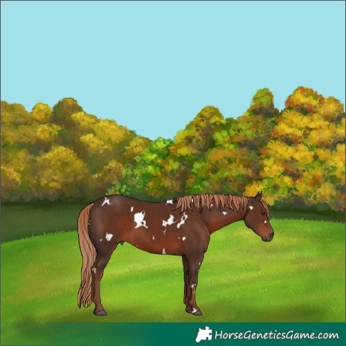 Horse Color:White Spotted Liver Chestnut 