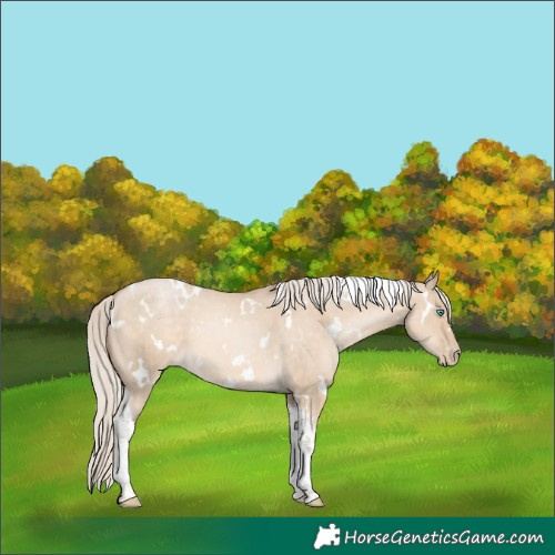 Horse Color:White Spotted Chocolate Palomino Pearl Dun Tobiano