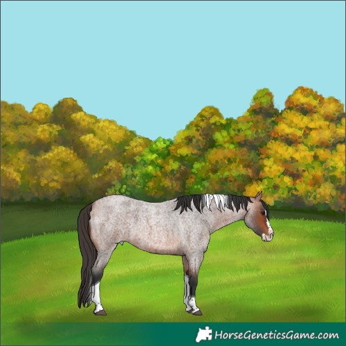 Horse Color:Bay Roan Splash Tobiano