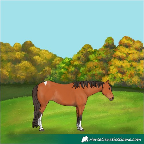 Horse Color:Bay Tobiano Rabicano 