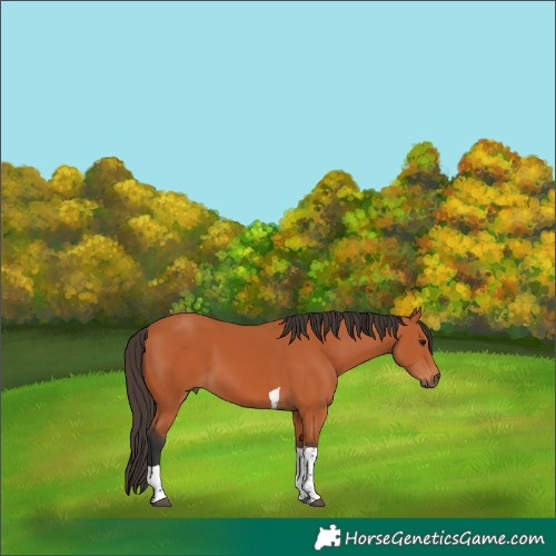 Horse Color:Bay Tobiano