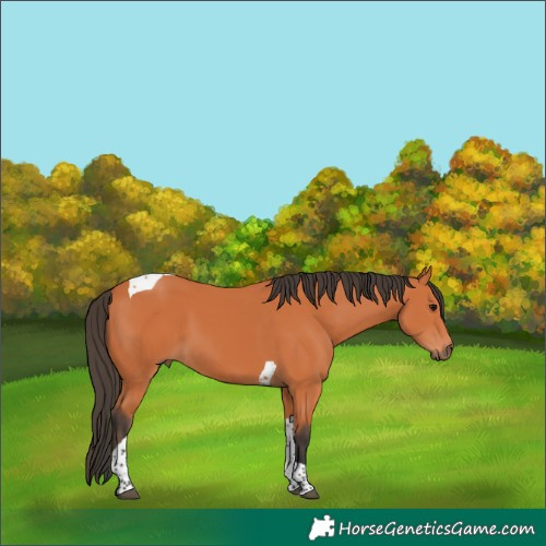 Horse Color:Bay Tobiano