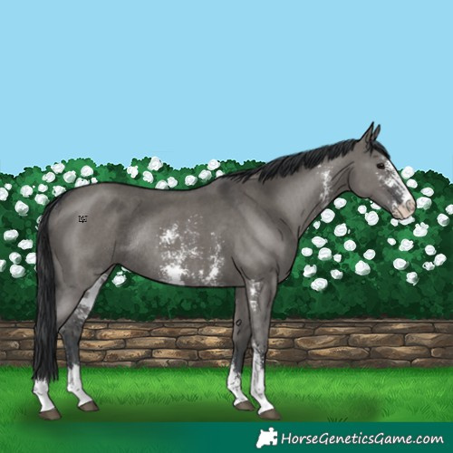 Horse Color:Grullo Sabino Rabicano 