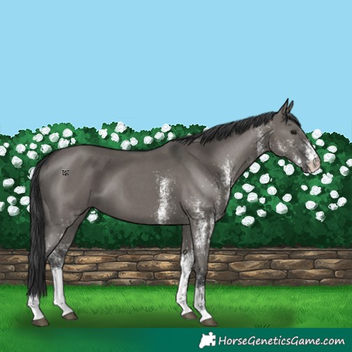 Horse Color:White Spotted Grullo 