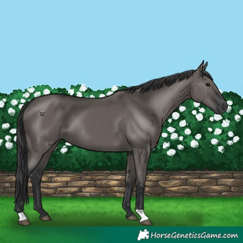 Horse Color:Grullo