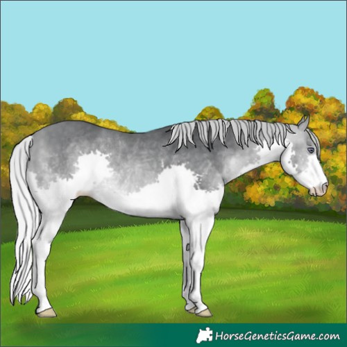 Horse Color:Silver Bay Chinchilla Splash Rabicano 