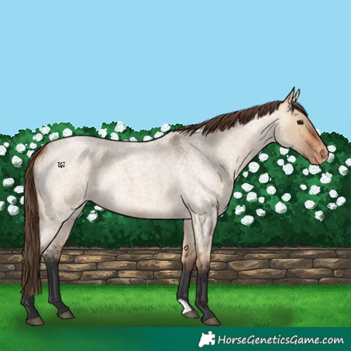 Horse Color:Bay Roan Dun Appaloosa