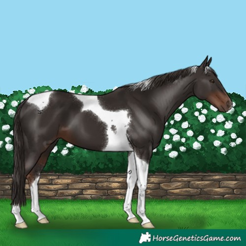 Horse Color:Liver Chestnut Tobiano