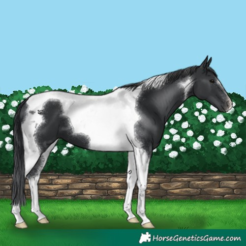 Horse Color:Black Tobiano 