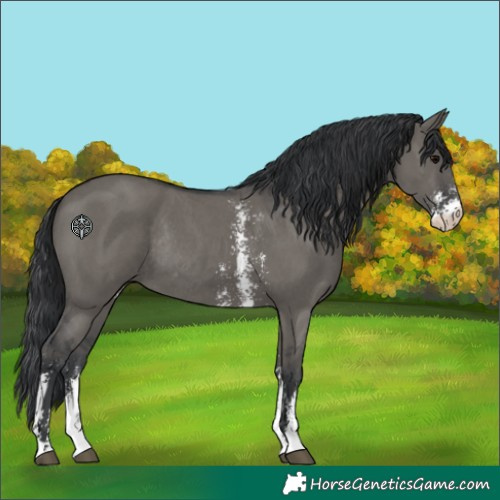 Horse Color:Grullo Sabino Rabicano