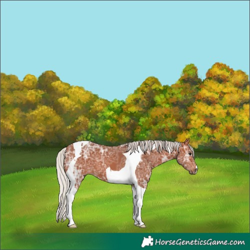 Horse Color:Silver Brown Ice Tobiano 