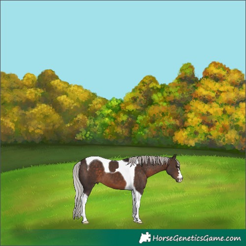 Horse Color:Silver Brown Tobiano 