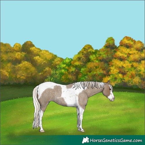 Horse Color:Silver Smoky Blue Roan Splash Tobiano 