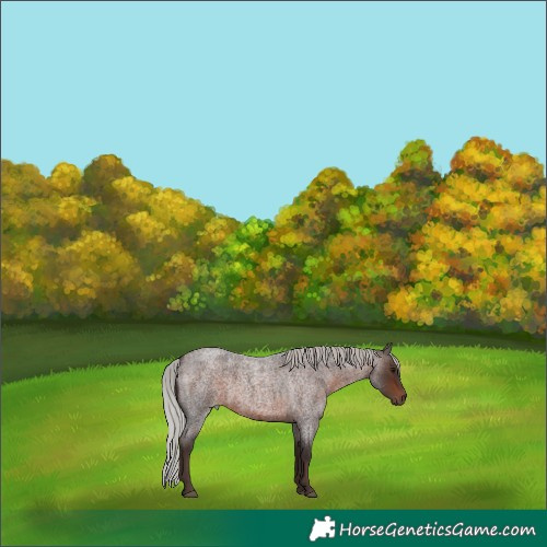 Horse Color:Silver Brown Roan