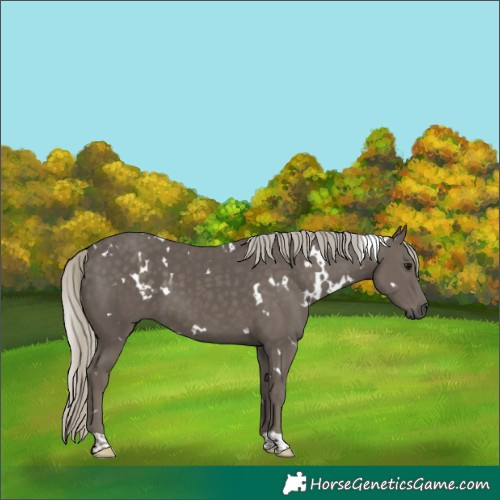 Horse Color:White Spotted Silver Smoky Black 