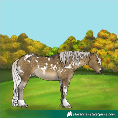 Horse Color:White Spotted Silver Buckskin Dun 