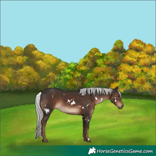 Horse Color:White Spotted Liver Chestnut Mushroom