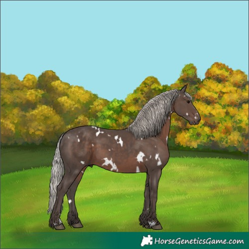 Horse Color:White Spotted Silver Black