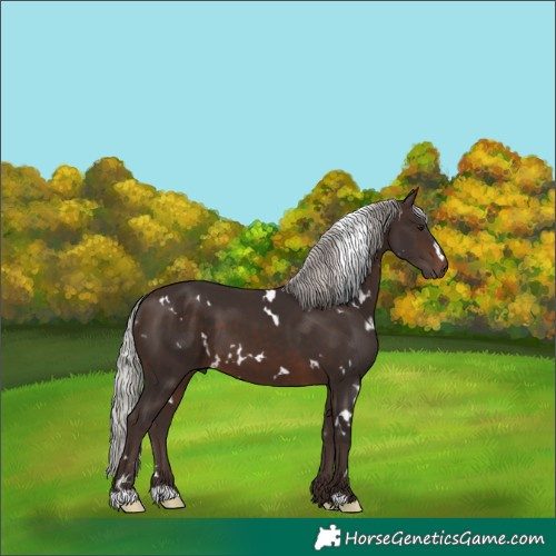 Horse Color:White Spotted Silver Brown