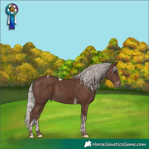 Horse Color:Silver Black Tobiano Appaloosa