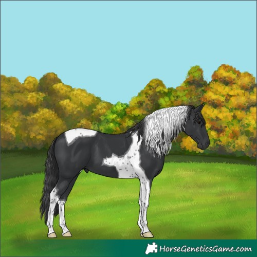 Horse Color:Black Tobiano