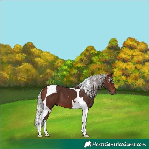 Horse Color:Silver Brown Tobiano