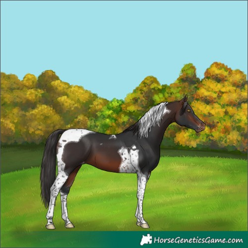 Horse Color:Brown Tobiano Varnish