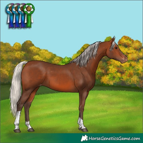 Horse Color:Silver Brown Tobiano Appaloosa 