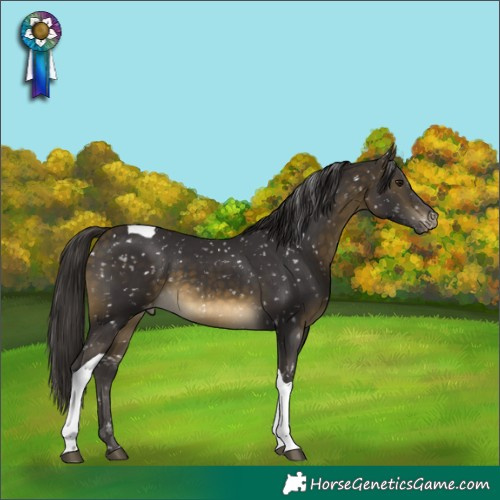 Horse Color:Buckskin Tobiano Appaloosa