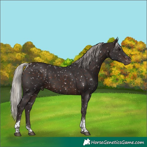 Horse Color:Silver Brown Tobiano Appaloosa