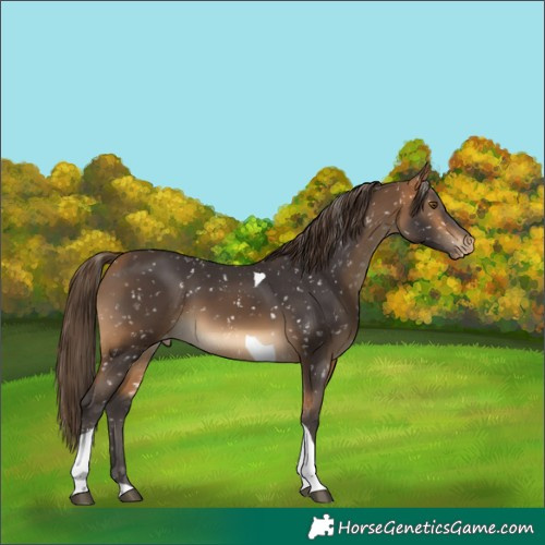 Horse Color:Buckskin Tobiano Appaloosa