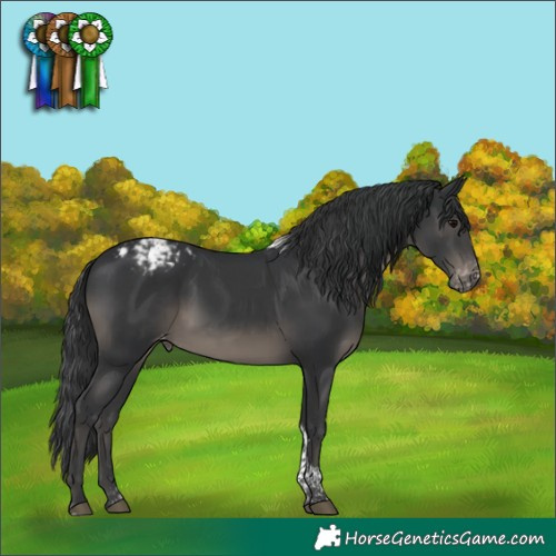 Horse Color:Black Tobiano Appaloosa