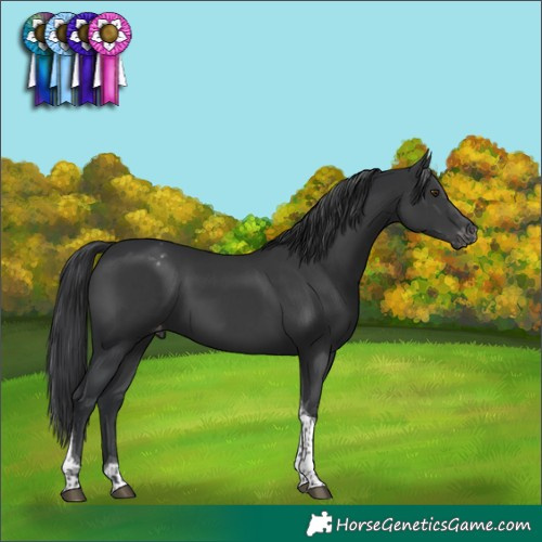 Horse Color:Black Tobiano Appaloosa