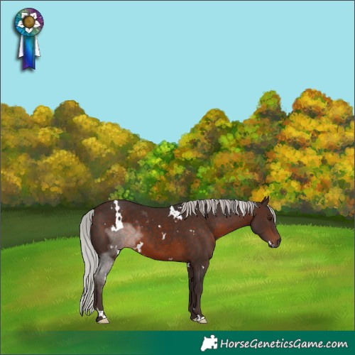 Horse Color:White Spotted Silver Brown 