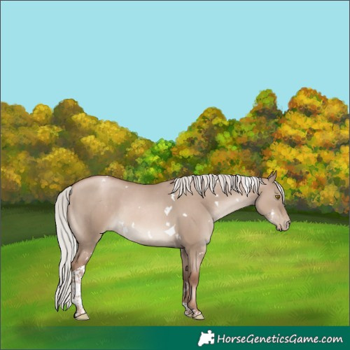 Horse Color:White Spotted Silver Grullo Pearl Mushroom Tobiano 