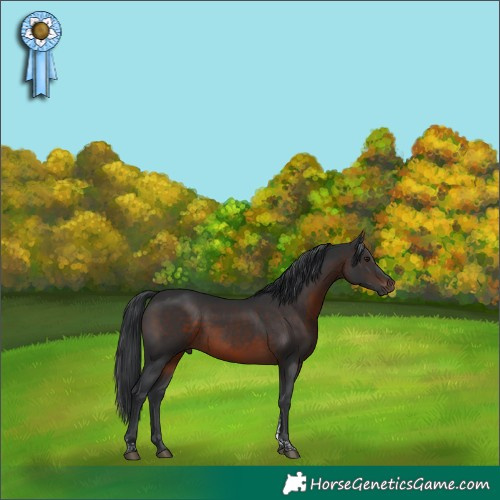 Horse Color:Brown Tobiano