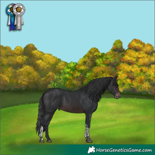 Horse Color:Brown Tobiano Appaloosa 