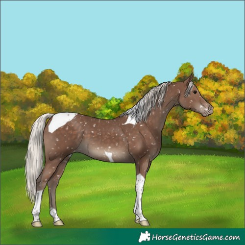 Horse Color:Silver Black Tobiano Appaloosa