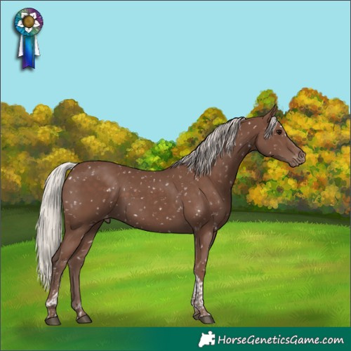 Horse Color:Silver Black Tobiano Appaloosa 