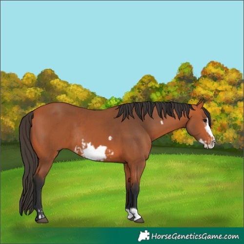 Horse Color:Bay Frame  and Bay Frame 