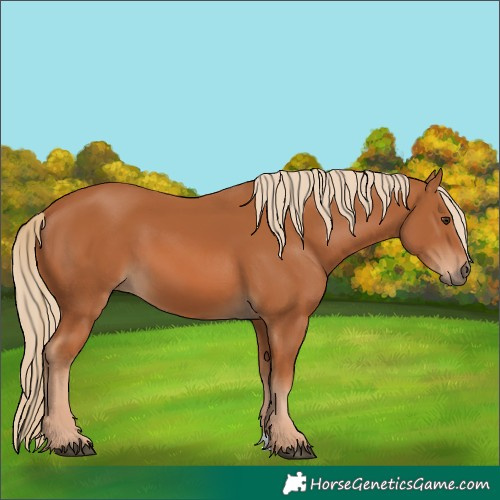 Horse Color:Chestnut 