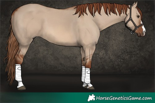Horse Color:Red Dun 