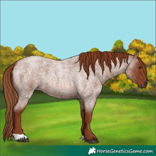 Horse Color:Red Roan 