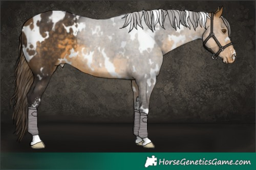Horse Color:White Spotted Buckskin Sabino Blanket