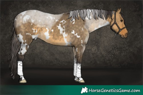 Horse Color:White Spotted Buckskin Dun 