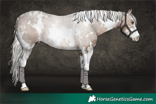 Horse Color:White Spotted Silver Brown Dun Sabino 