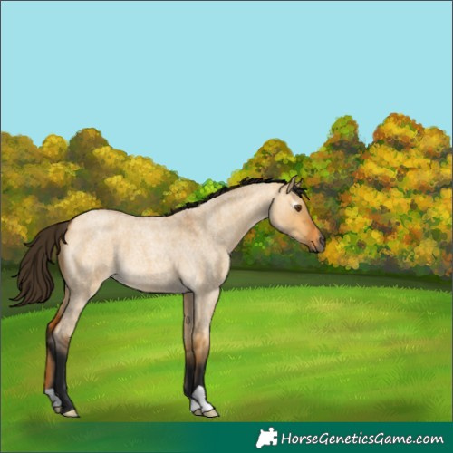 Horse Color:Gray Buckskin Roan Dun