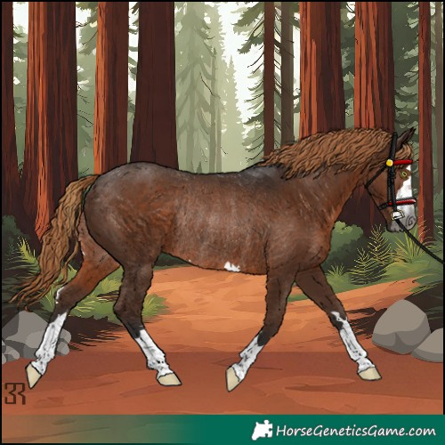 Horse Color:Gray Liver Chestnut Rabicano
